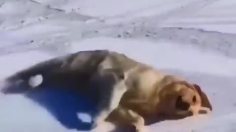 Dog to the snow