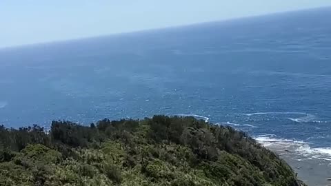 Man parasails at the beach crashes into bush on a cliff