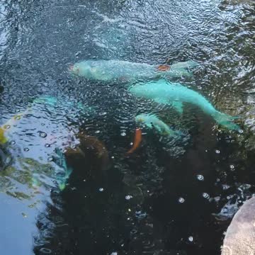 Koi Fish Monsters