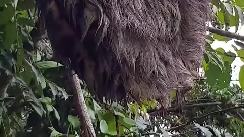 Poor sloth is rescued from the water by a fantastic team