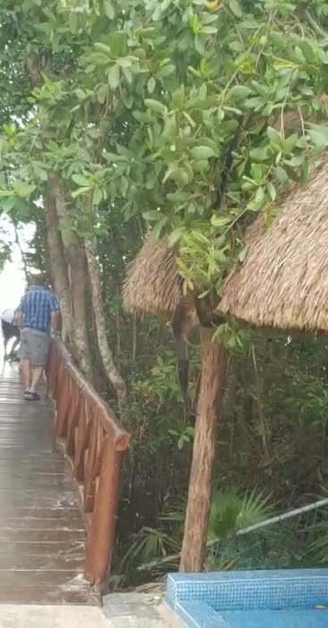 Monkey comes out of the Jungle!