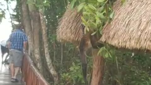 Monkey comes out of the Jungle!