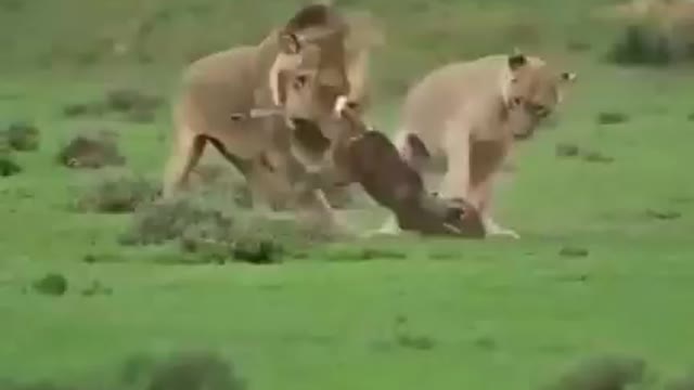 Playing or preparing dinner?