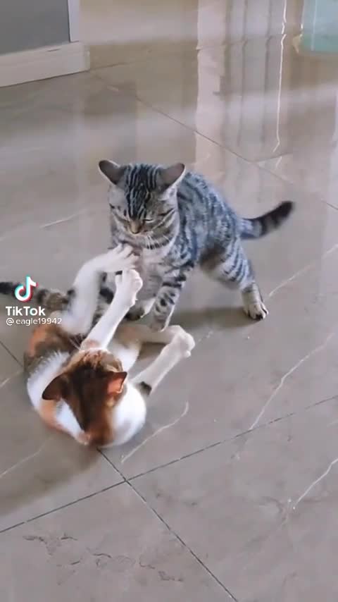 Cats fighting 😸cats goals 💓