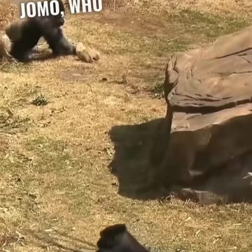 This female gorilla is chasing a male 15 years younger