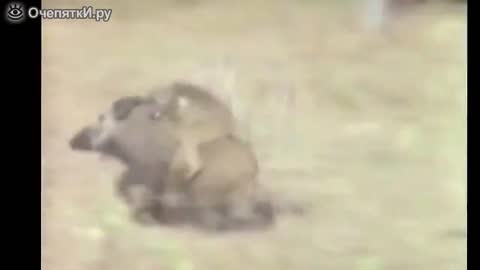 The monkeys run away on a wild boar.