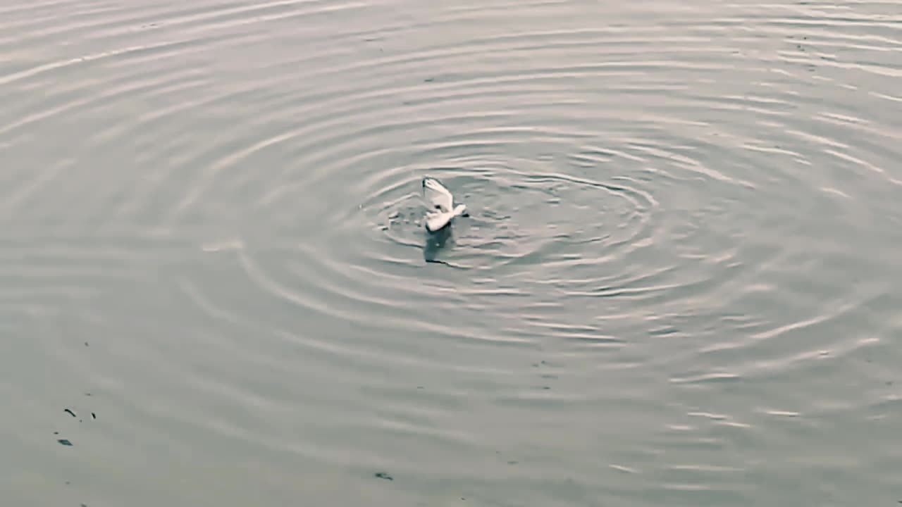 The Eagle Dies While Hunting Octopus In The Ocean