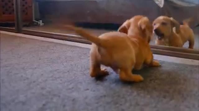 Puppy Loves To Play With Reflection
