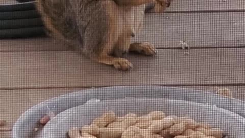 Squirrel on Back Porch