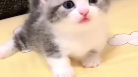 kitten meowing 🐱 cuteness overload 😻💖