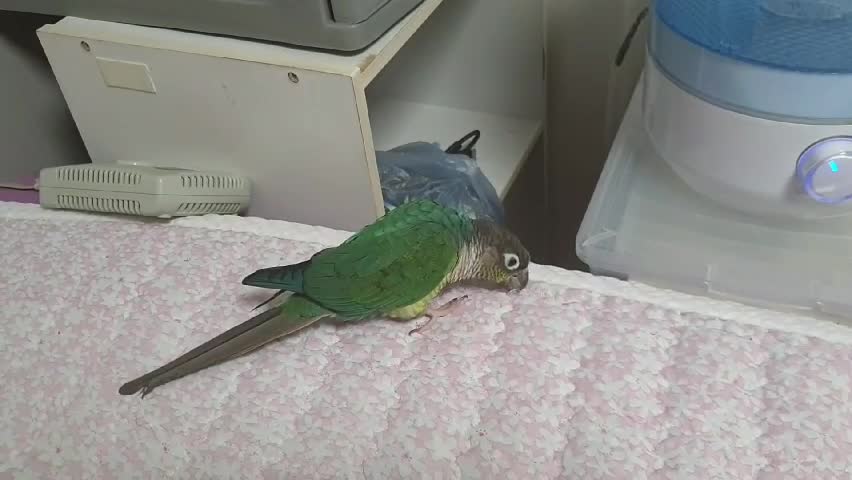 Birds playing on the bed