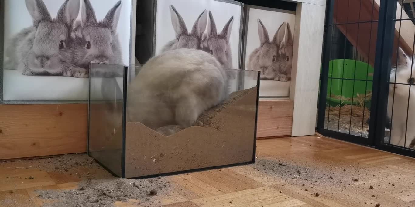 what is the rabbit looking for ?