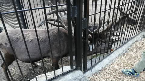 Beautiful deer in the zoo.