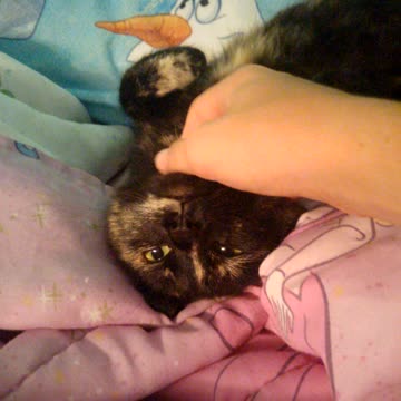 Cat getting a really nice scratch