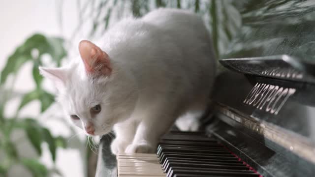 A little cat who plays the piano