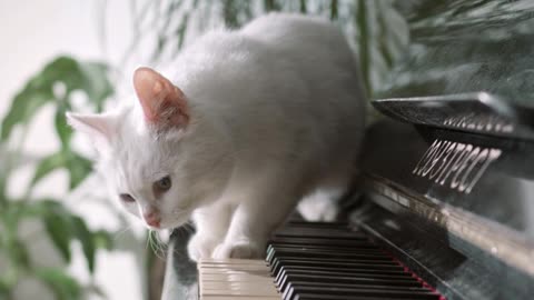 A little cat who plays the piano