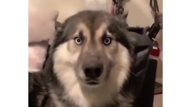 Funniest Siberian Husky Dog Videos 😁😇 Best Funny Animal Videos 2022 😺 Funny Dog Videos 2022 😁