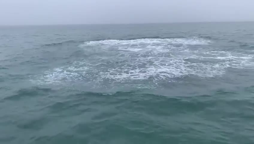 VΓdeo mostra baleia-jubarte no Norte de SC e explica movimentos ππ³ππ³