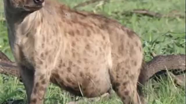 pregnany hyena