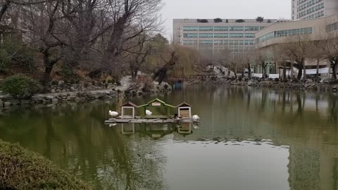 Ducks at a lake on campus