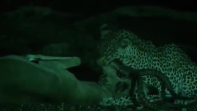 A leopard catches an antelope at night