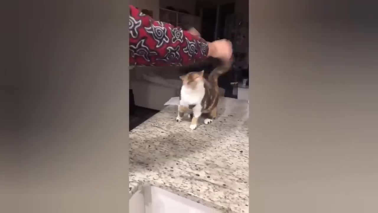 A cat scared silly by her reflection in the mirror