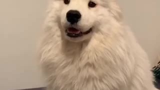 Cute Samoyed tries diffrent outfits to look cool