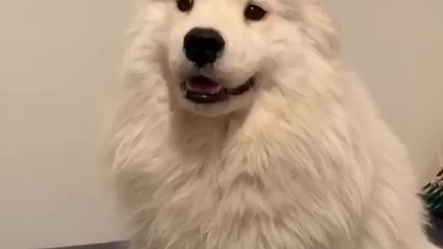 Cute Samoyed tries diffrent outfits to look cool