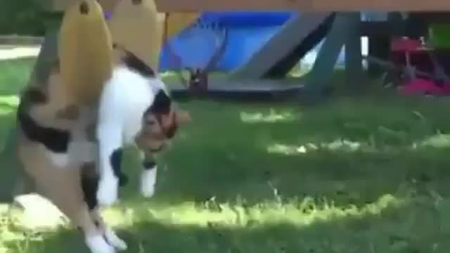 Cat swings *FUNNY*