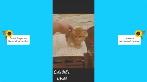 CUTE PETS 5