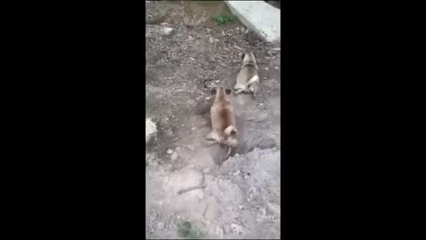 animal funny
