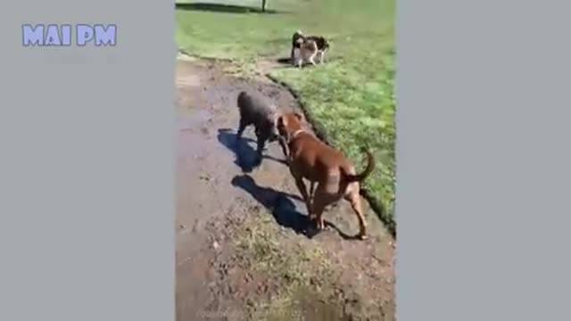 crazy dogs compailation