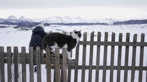 Cat in the Alps Snow Mountains