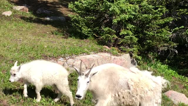 Hanging With Some Mountain Goats