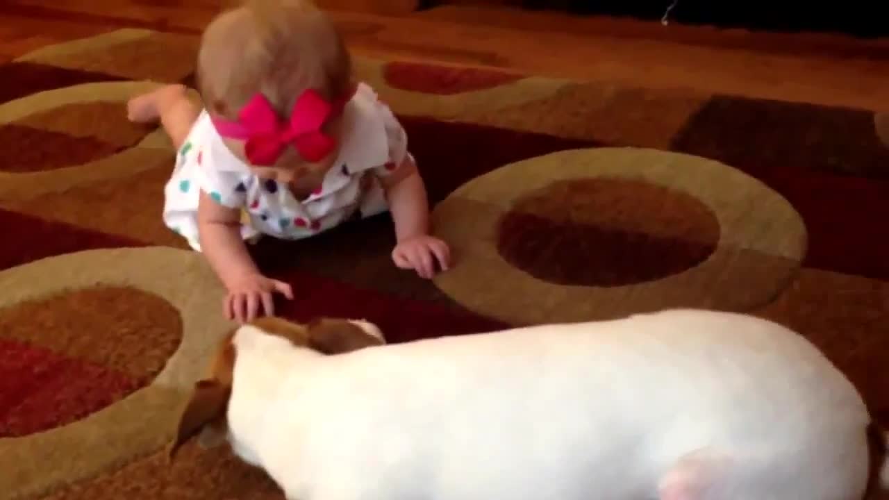 Dog teaches baby to crawl in 2021