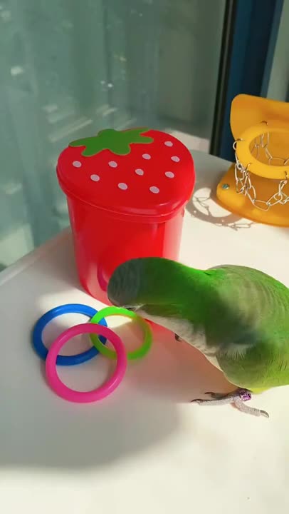 Emmanuel Bird Training