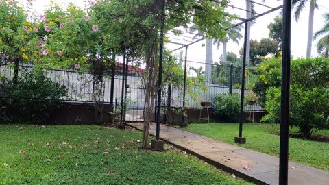 Rain in Front Yard in Nicaraguan Barrio 🇳🇮