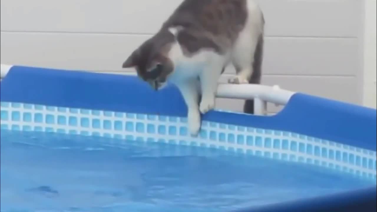 funny cats pool