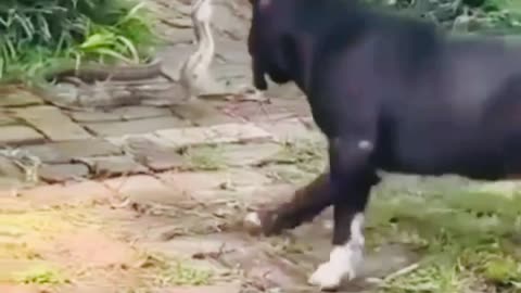 Dogs vs snack