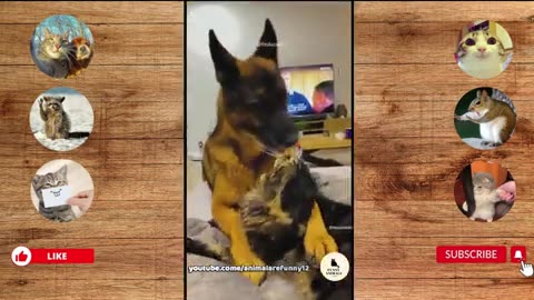 Funny Moments of cat's and dogs