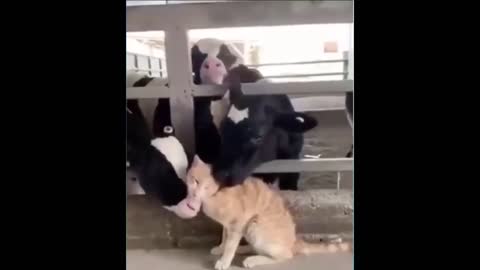Funny Cats & Kittens Compilation