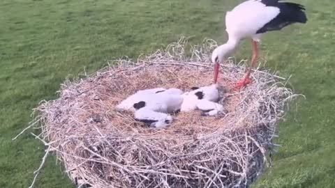 vulture:cruel Ciconia ciconia,killing other bird's baby