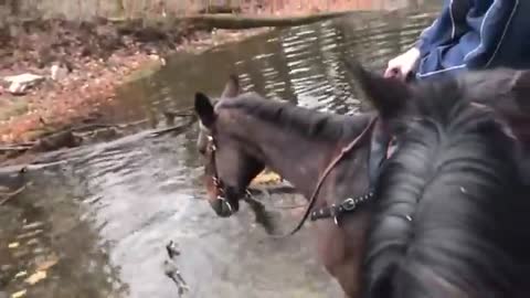 horse grins and farts after playing in water