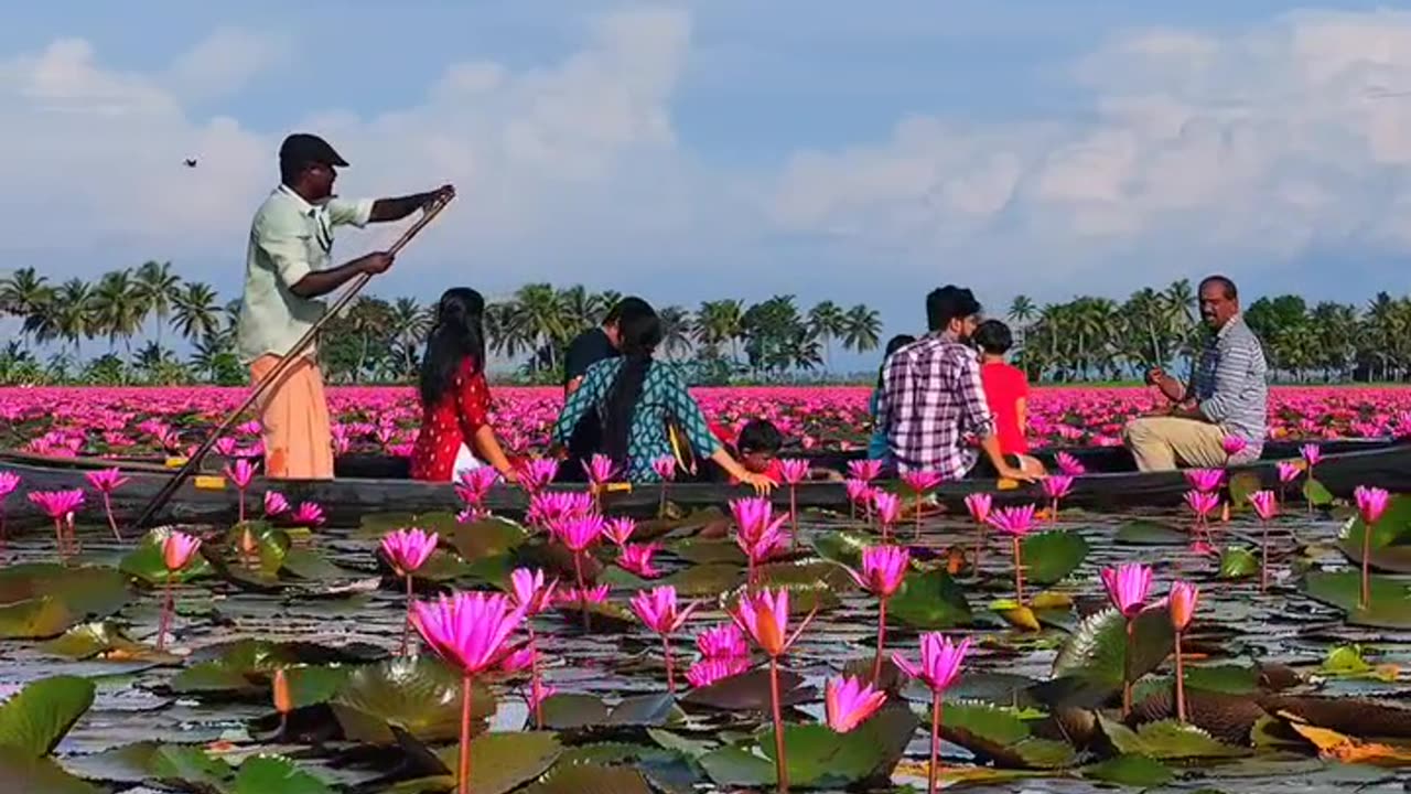 Flowers video