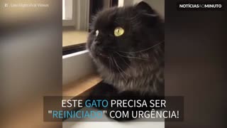 Gato 'surta' e parece computador bloqueado!