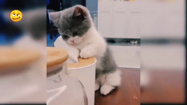 Funny cats enjoy together 🤣🤣