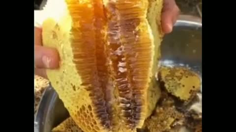 exploitation of forest honey