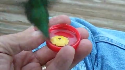 Hummingbirds Finally Convinced to Drink From a Red Milk Cap