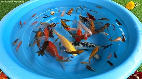 Videos of goldfish, angelfish, guppy guppies, and catfish