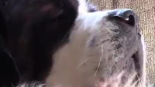 TRY NOT TO LAUGH - Funny aminal compilation